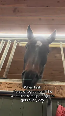 #horsie of hunger and GLUTTONY 