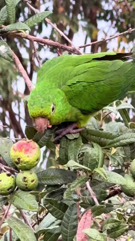 Ararinha comendo goiaba #aves #paz #zonarural_go #roça #goias 