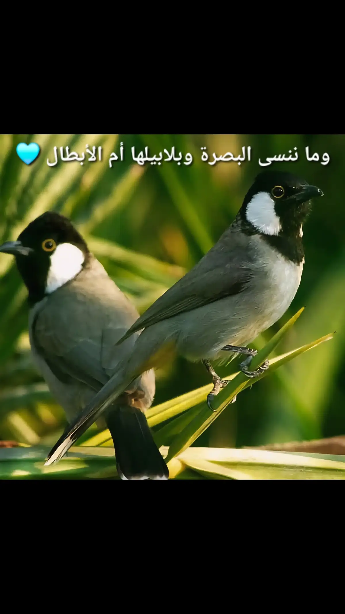 #بلبل_عراقي_ابيض_الخدين #بلبل #بلابل_العراقيه #بلابل #الشعب_الصيني_ماله_حل😂😂 
