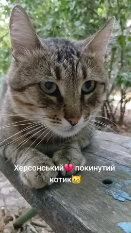 Котик 