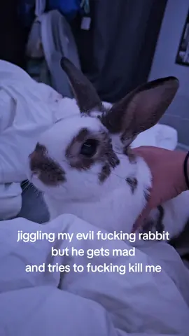 milo pls  #rabbit #bunny 