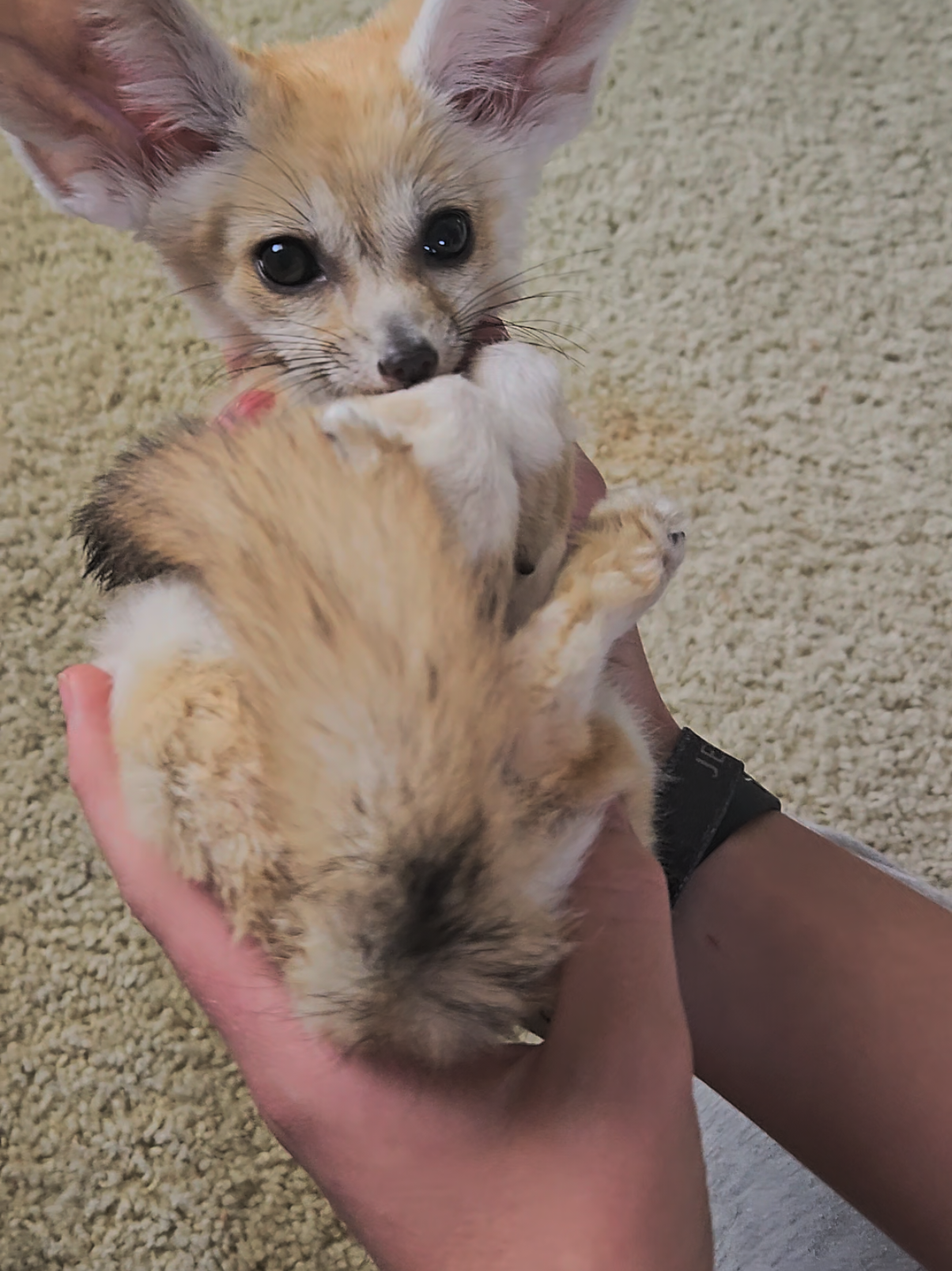 With ears as wide as the desert wind and eyes that sparkle like starlight, this tiny wanderer is my desert Labubu. Mischievous, curious, and forever bouncing with playful energy, he’s both chaos and comfort wrapped in soft golden fur. A spirit of the night, a guardian of secrets, and a pocket-sized legend in his own right. #viral #fyp #fennecfox #baby #cute 