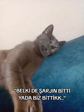 ara beni lütfen 🥹🥹#keşfetbeniöneçıkar #keşfet #keşfetteyizzz #keşfet #foryoupage❤️❤️ 