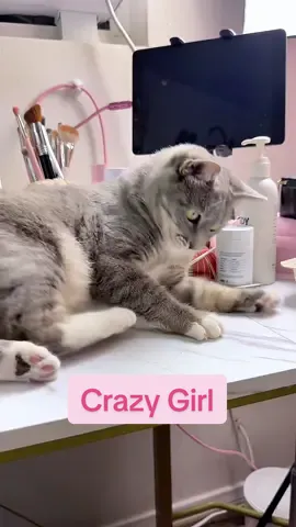 That’s my crazy girl 💞 #catsoftiktok #catmom #cats #crazygirl 