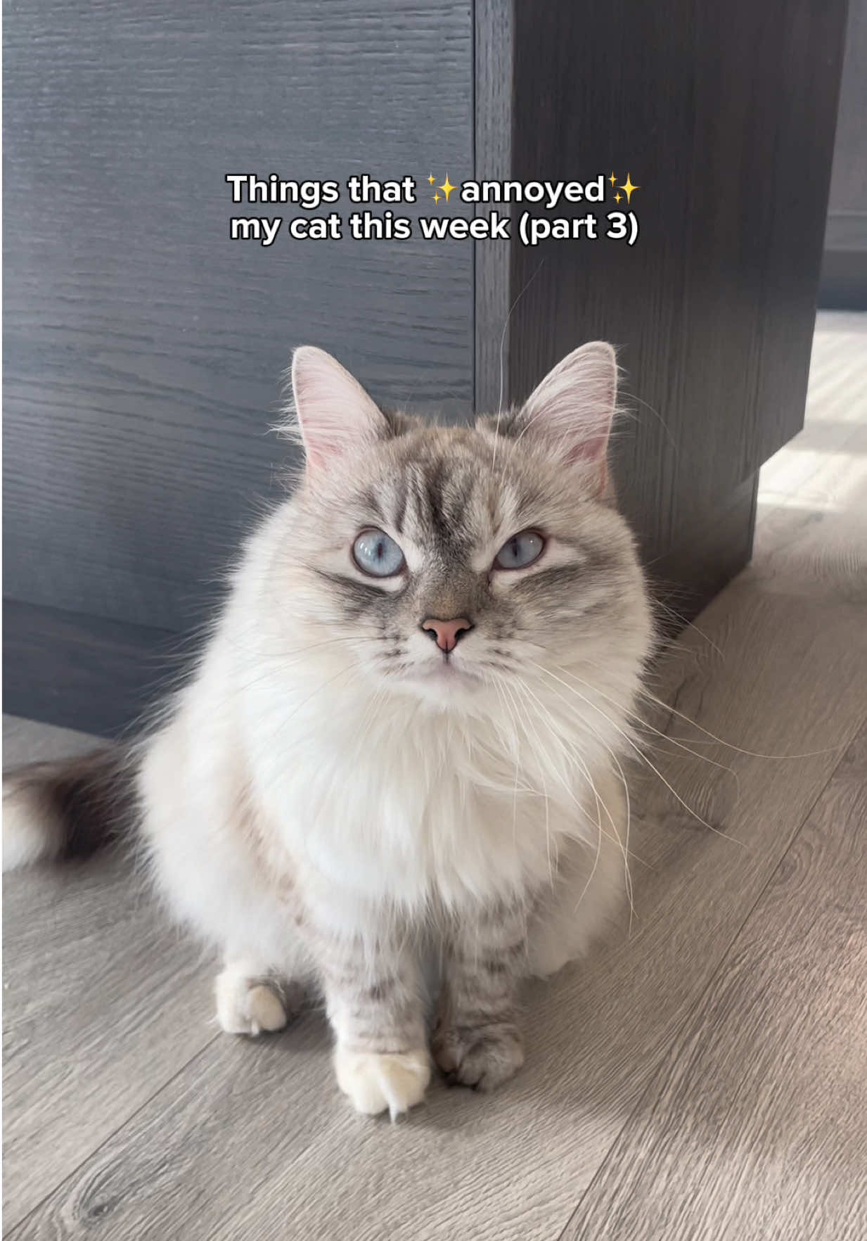 This was a tough week for her 😾 #grumpycat #angrycat #cats #funnycat #catmom 