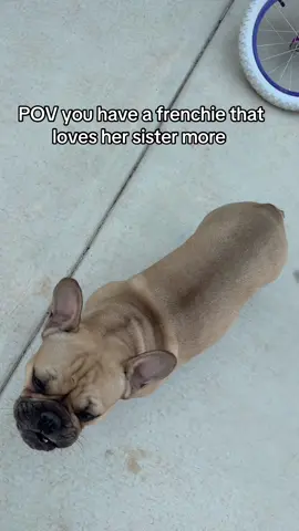 She doesn’t care about me 😂#frenchie 