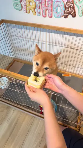 13歳の誕生日に初めてのケーキ まさかの綱引き大会開催 普段は待てるけど美味そうで我慢できませんでした😇 #柴犬 #豆柴 