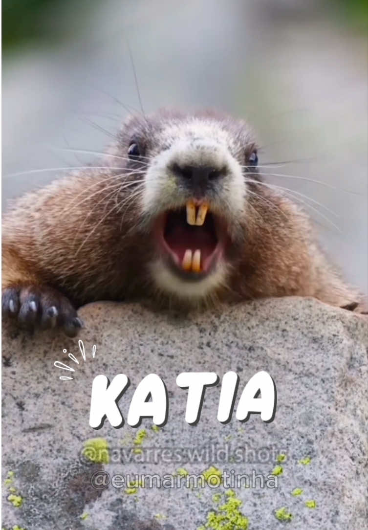 Eu Marmotinha gritando Katia 