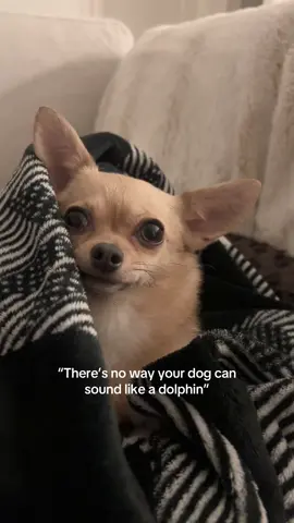 Turns into a dolphin when she wants to sit on your lap #chihuahua #dog #dogs #dogsoftiktok