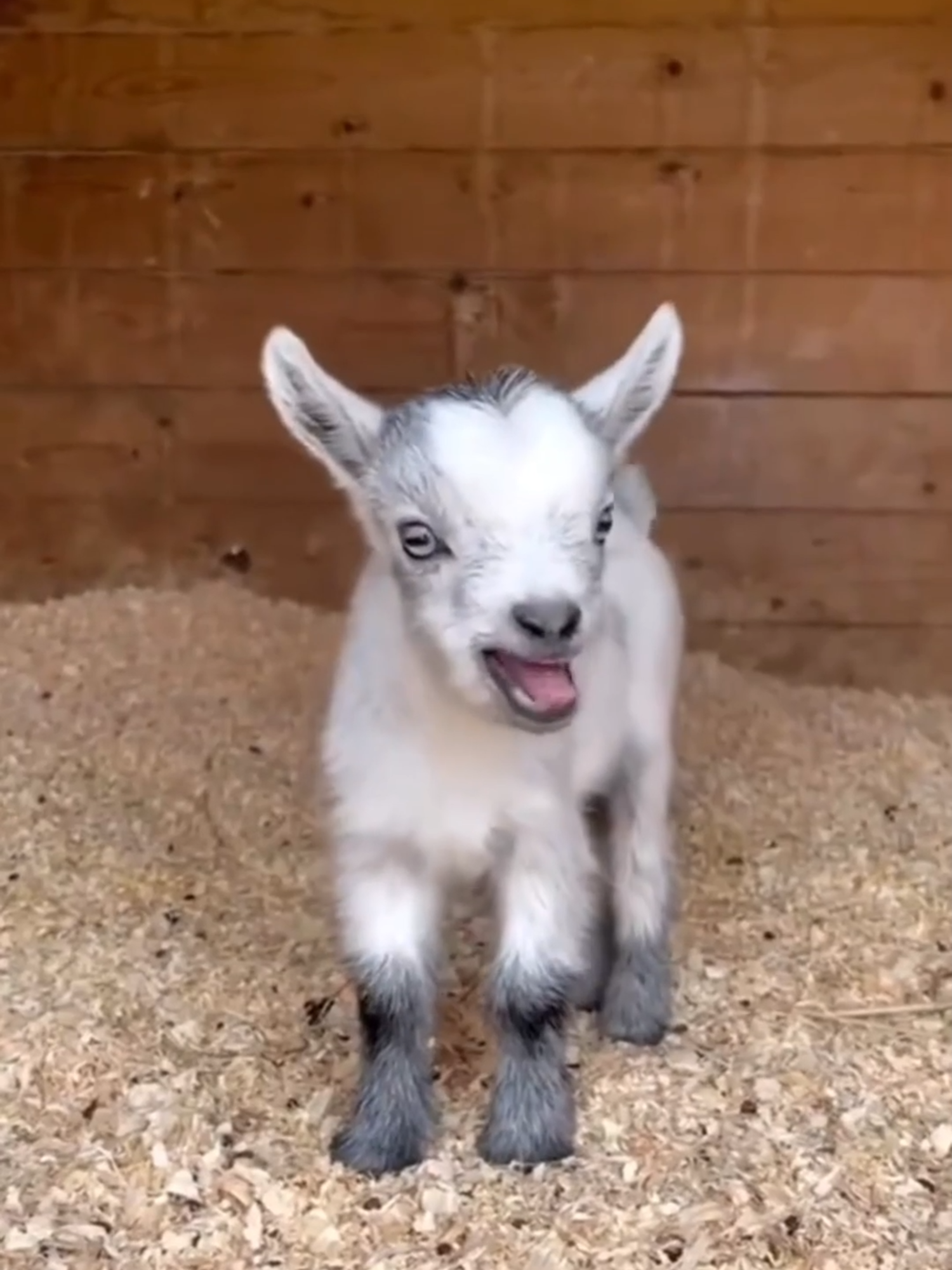 MINI CABRA. #curiosidades #animal #bicho #minicabra