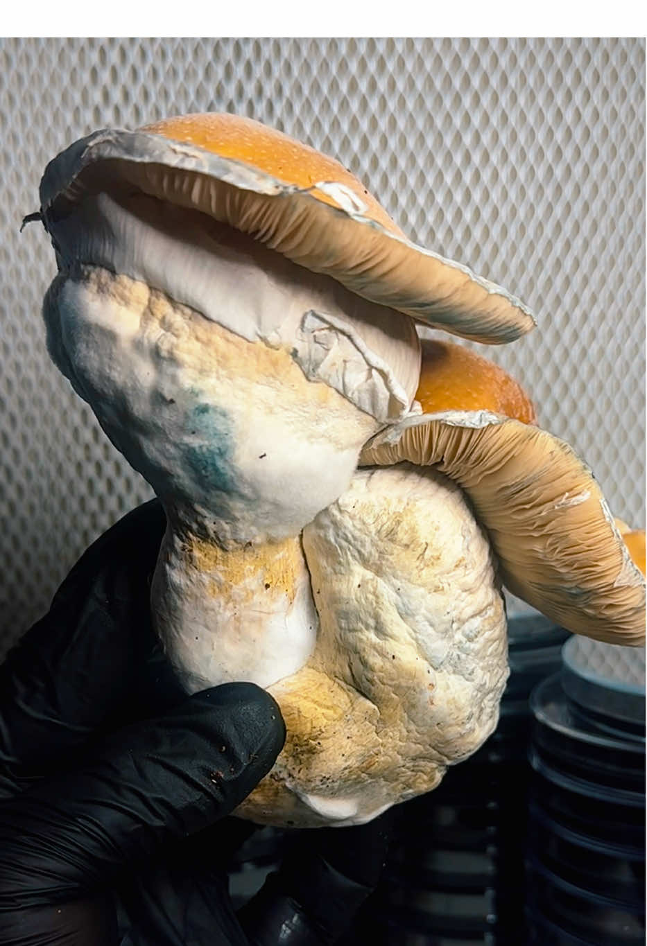 Pair of Porcini. #fyp #pov #gardentok #PlantTok #fridaynightlights 