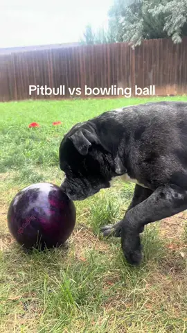 He will do this for HOURS. It’s his baby #fyp #funny #dog #pitbull #foryou 