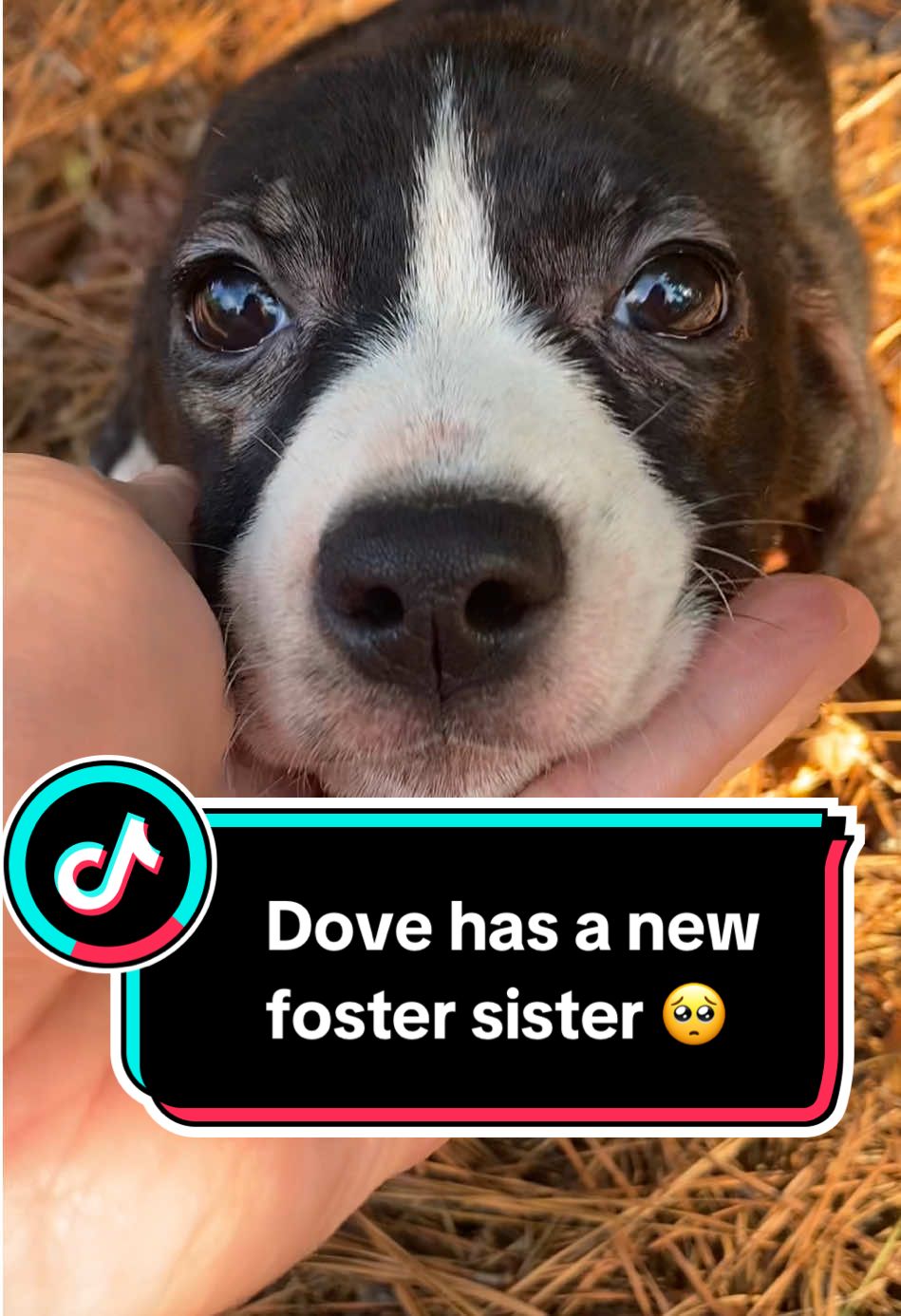 Dove has a new foster sister. 🥹 Meet Maya. Almost 6 weeks to the day that I found Dove barely clinging to life on the side of the road, I found baby Maya abandoned at a rural dump site. 😭 This tiny pup may have been thrown out like trash💔 but she will be treated like a treasure from now on thanks to rescue! She has horrible skin infections and what looks to be a wound from an old imbedded collar. We will get her all fixed up in no time! #fosterdogmom #fosteringsaveslives #fosterpuppy #rescuepuppy #pawsnela