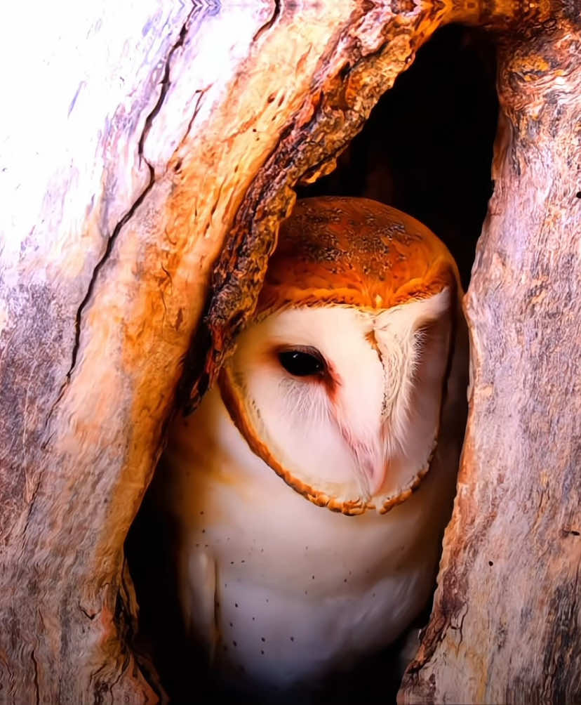 Owls are actually my babys #owl #bird #fluffy #fyp #trend @🦦⭐🦄🌈🐁 