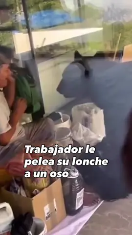🐻🥪 En Nuevo León un oso apareció en plena hora de comida de unos obreros y ¡trató de llevarse el lonche! 😱 Uno de los trabajadores no se dejó y defendió con todo su mochila, evitando que el intruso se saliera con la suya. El oso terminó olfateando los platos vacíos en busca de algo qué comer, pero al no encontrar nada, decidió marcharse.