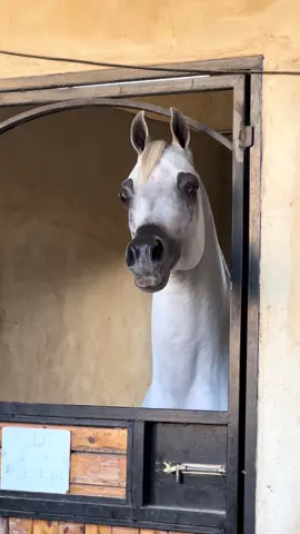 #خيل_وخياله🐎 #الخليل #ماشاءالله_تبارك_الله_اذكروا_الله 