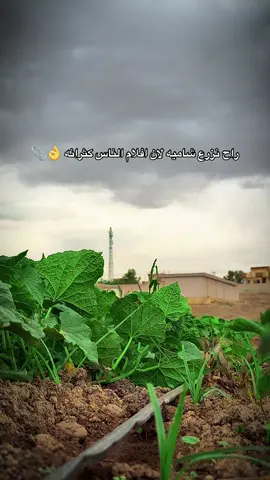 مو لو مومو #ابراهيم_الحازم #ابراهيم_حازم_الربيعي #تصويري_احترافي_الاجواء👌🏻🕊😴 #تصميم_فيديوهات🎶🎤🎬 #ديرام_توثه 