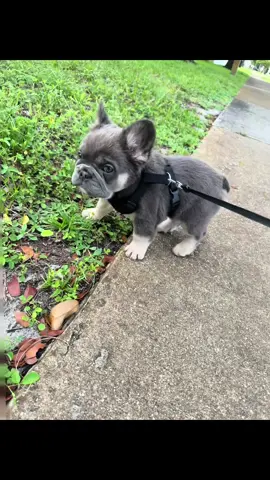 #fluffyfrenchies #ammo #Frenchies #puppies #mylove 