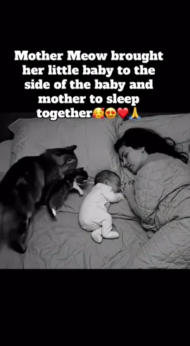 Mother Meow brought her little baby to the side of the baby and mother to sleep together😍❤️🥰🙏 #fyp #viral #foryou #CapCut #cat 