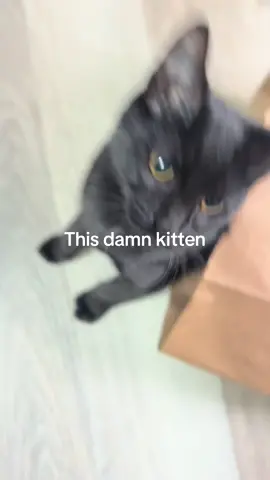 She is the best unwanted rescue kitten I didn’t know I needed. #blackcats #blackcatsoftiktok #rescue #catsoftiktok #pet 