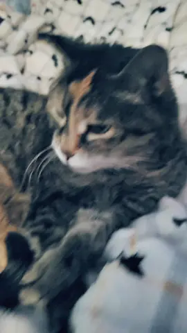 She doesn't even care  🤣🤣🤣 #catsoftiktok #seniorcat #mygirl #anyways #iloveyou 