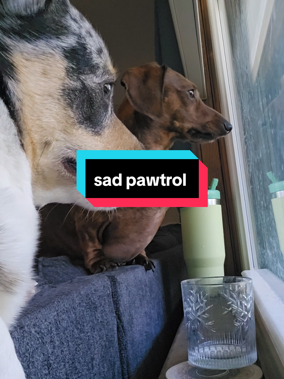 We're emo this afternoon because dad left to get dinner  #pawtrol #lawnenforcement #dachshund #corgi #sad 