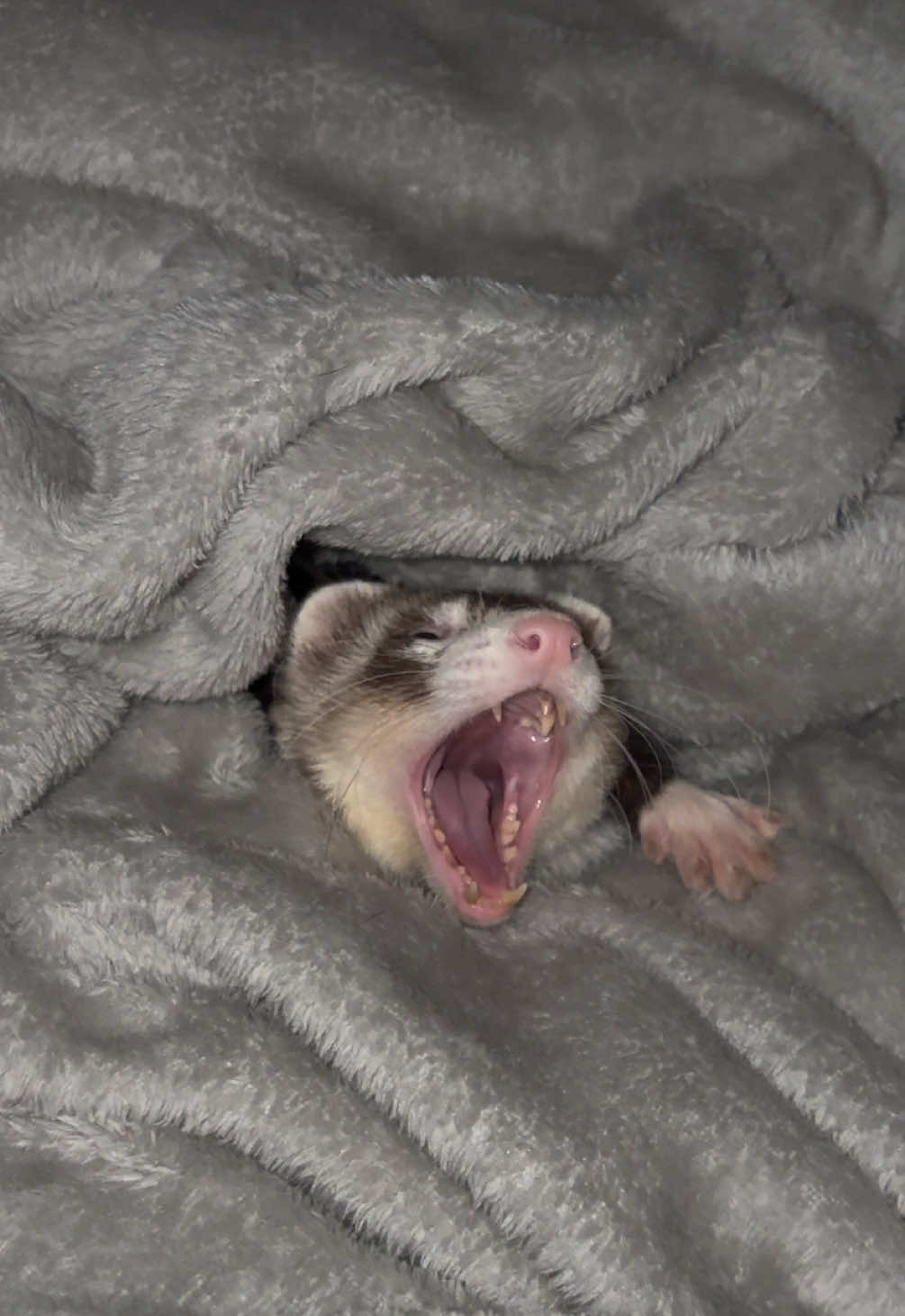 Snacker just like his mama🫣💕 #fatboy #ferret #cuteanimals #huron #PetsOfTikTok 