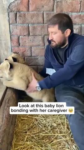 Watching a lion cub bond with her caregiver is a truly moving experience. Without their mother, cubs naturally seek comfort and security, often forming deep emotional connections with the humans who care for them. They respond to gentle touch, soothing voices, and consistent affection much like they would within their own pride. As trust grows, they begin to play, cuddle, purr, and stay close. It is a touching reminder of how affectionate and social these remarkable cats can be when raised with patience and kindness.  Video credit goes to @kaanngvn Feel free to explore the gallery of this page, where you can express your support, admiration, and indulge in more amazing wildlife photography. #animals #animallovers #lion #babylion #cutebabylion 