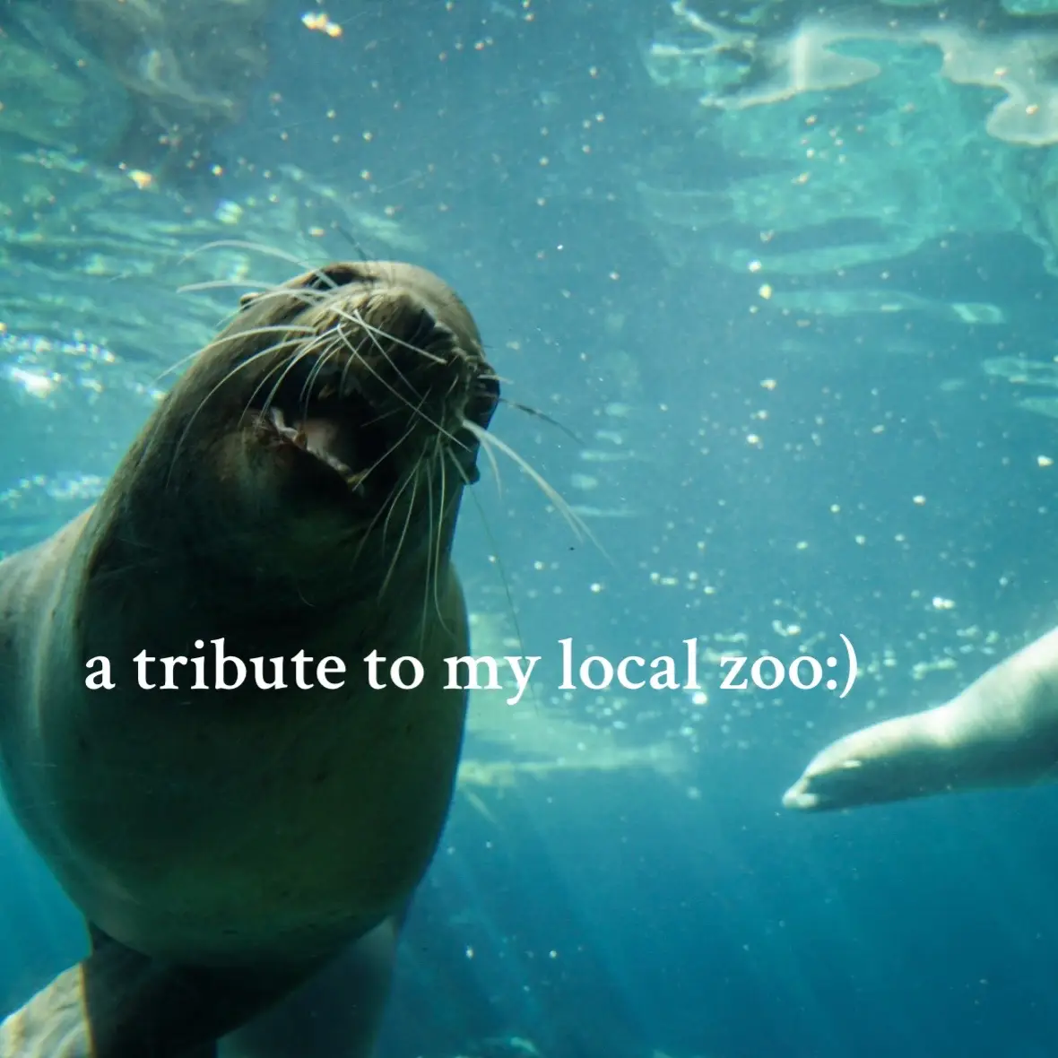 some pictures i took today at @Omaha’s Henry Doorly Zoo:) #iloveanimals #photography #omahahenrydoorlyzoo 