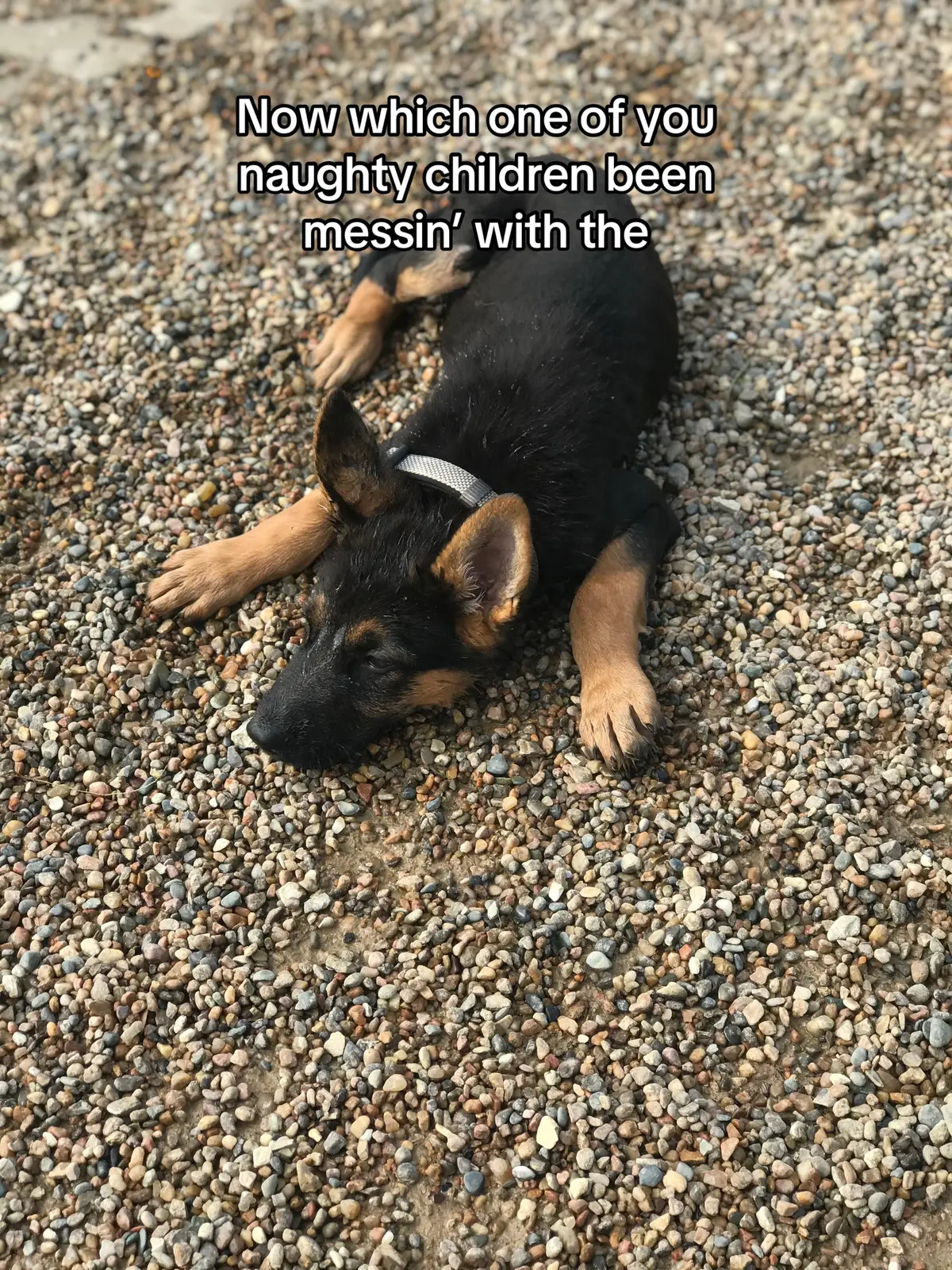 #GermanShepherd #ShadowMan #GSD #AggressiveDog #GermanShepherdDog 