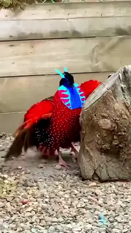 Beautiful birds #bird #nature #foryou #fyp 