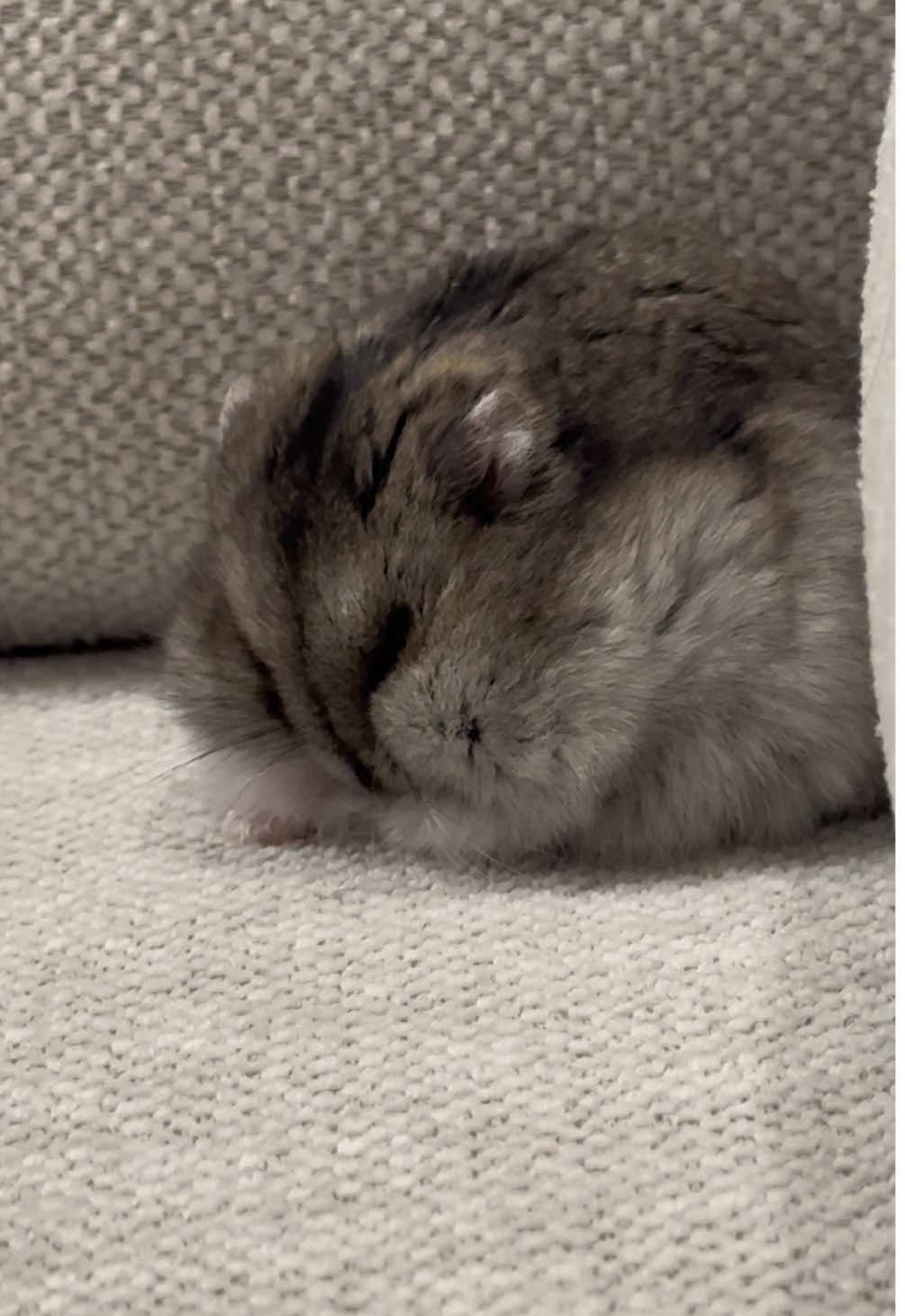 Sad hamster #hamsters #hamstersoftiktok #animal #fyp #sadhamster 