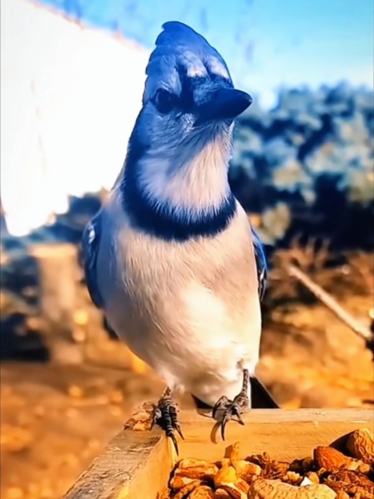 #fall #real #birdlovers #bird #magical 