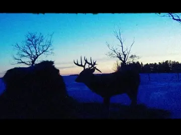 🌌🛤️🌠clips sourced via SD Pickleball and Stuff on yt, Michael Outside on yt, EXPOSED Wildlife Conservation on yt, Mörköcam on yt, Todd Bowed via Ridgetec Cameras, Yessica Wheeler/ sonoran.desert.rat on ig, Guanacaste Wildlife Monitoring with Fondo de Biodiversidad Sostenible, Leah Love Poirier/ leahs.trail.cam on ig, Bobby Wummer Photography on yt, saveourwildcats on ig, Larry Peterson on yt, WE GOT GAME on yt, Tnwildcam on yt, Westcoast Woodsman on yt, John Haig on yt, Tom Saunders on yt, kayentaUlli463 on yt, Ecofact on yt, Wild in KY on yt, Naust Eco Station on yt #hopecore #dreamcore #trailcams #edit #musicedit 