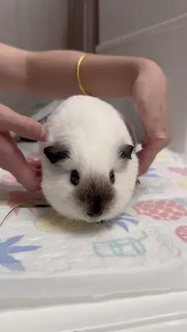 Oh my God🥰So cute guinea pig.🥰🥰🥰💕😂🎉 #guineapig #guineapigs #pet #cute #cutepet #petlover #pettraining  #PetsOfTikTok #fyp #funny #funnyvideos #foryou #guineapigsoftiktok 