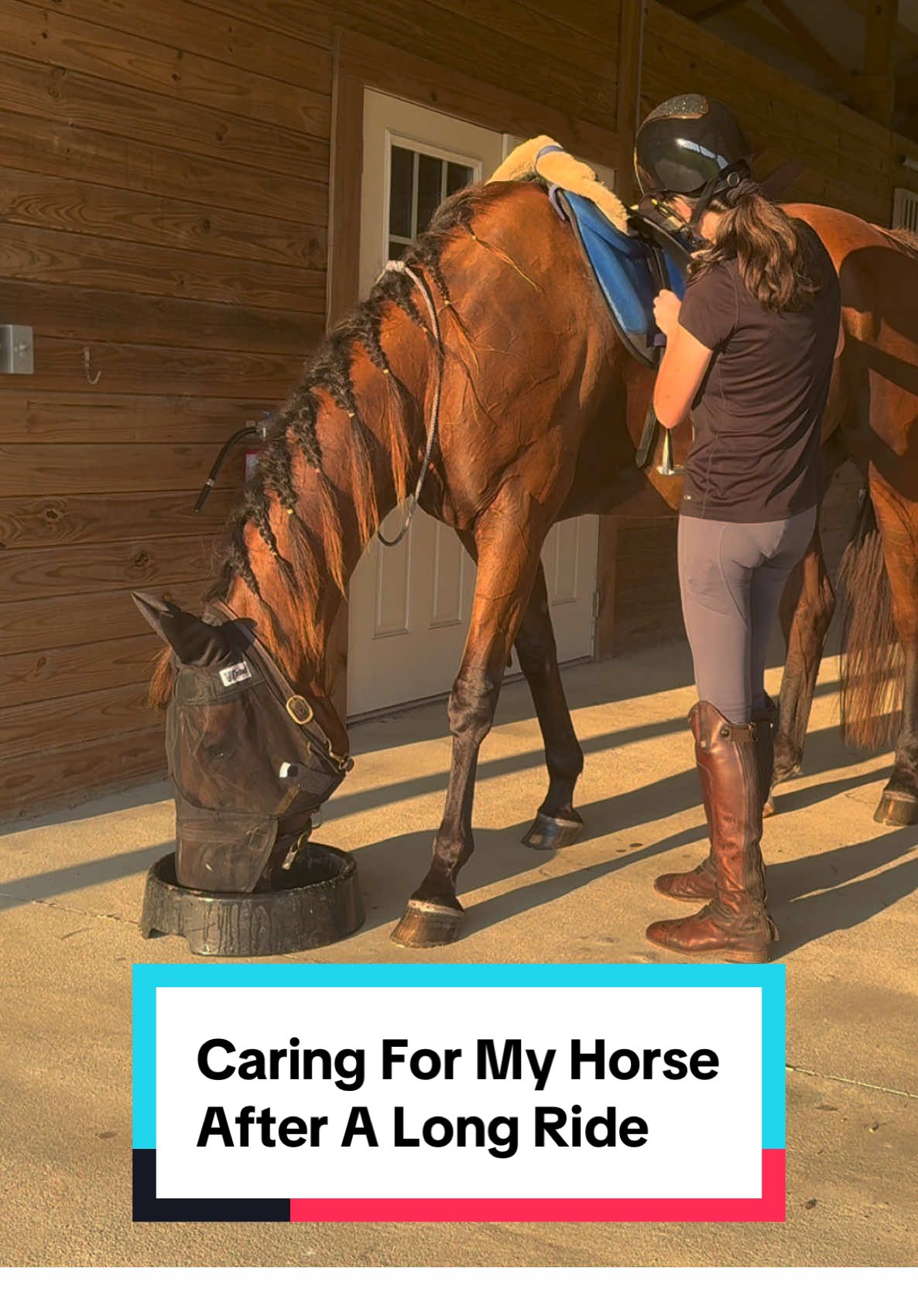 ✨Pampering my horse after our long ride! ✨ Because the little routines make all the difference in recovery! 💆‍♀️ I always check for any soreness, but thanks to my Total Contact Saddle he stays comfortable and happy. 🐴💖 Even simple, beginner friendly steps like grooming, cooling out, and stretching go a long way for any horse! 🍃#creatorsearchinsights #equestrian #horsecare #endurancehorse #horsetraining 