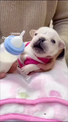 Uhh clean moi belly.#fypシ゚viral #puppy #pibble #cute #pibblified 