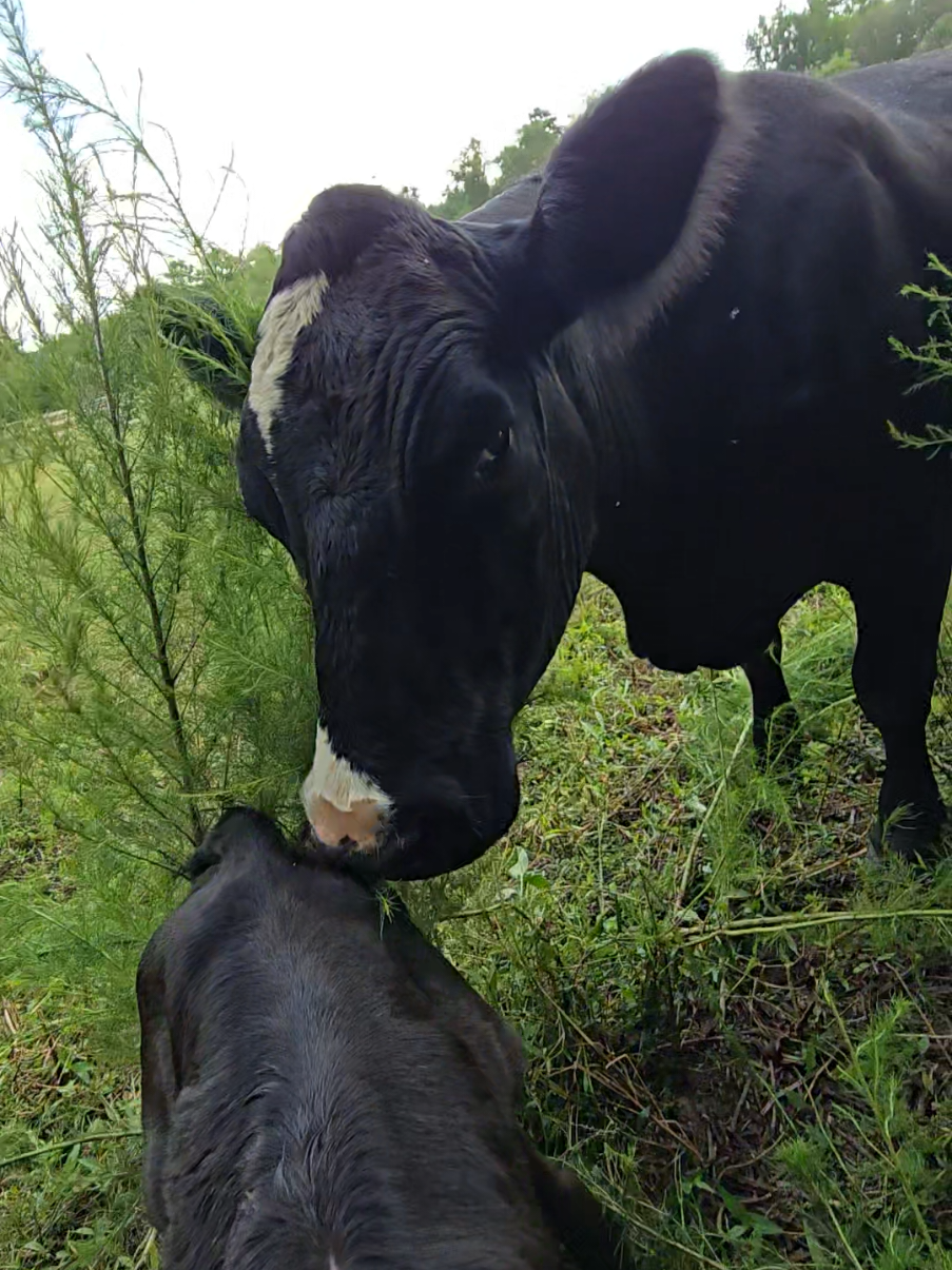 #videoviral #viraltiktok #motivacion #parati #Rancho 