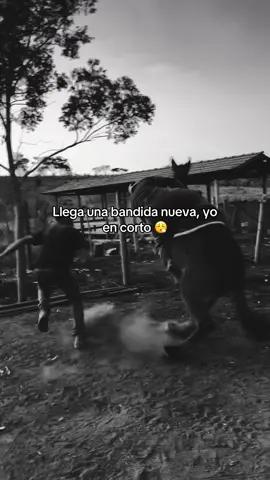 #corridos #banda #frp #paratiiiiiiiiiiiiiiiiiiiiiiiiiiiiiii #bandidas 