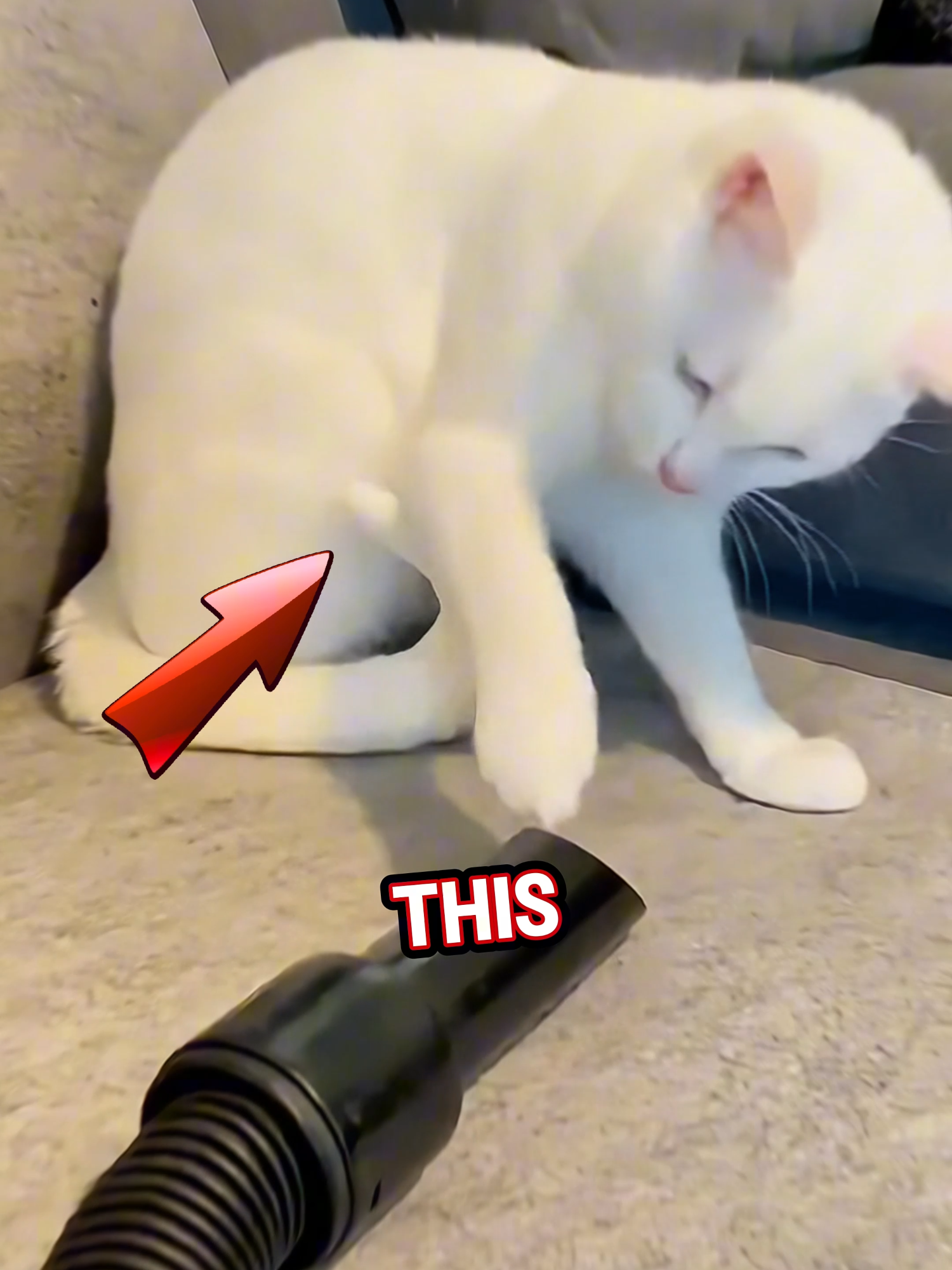 These curious cats never expected the vacuum cleaner to become their biggest challenge 😂 #cat #funnycats #catvideos #pets