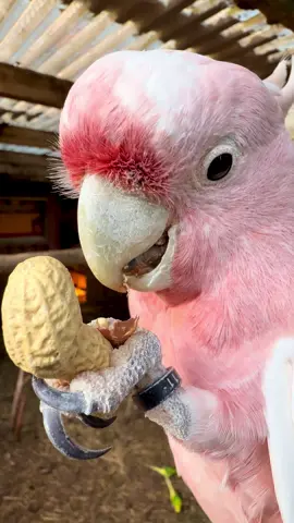 Pink cockatoo eating nut 