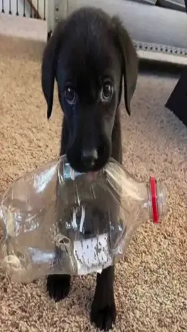 #blacklab#labrador 