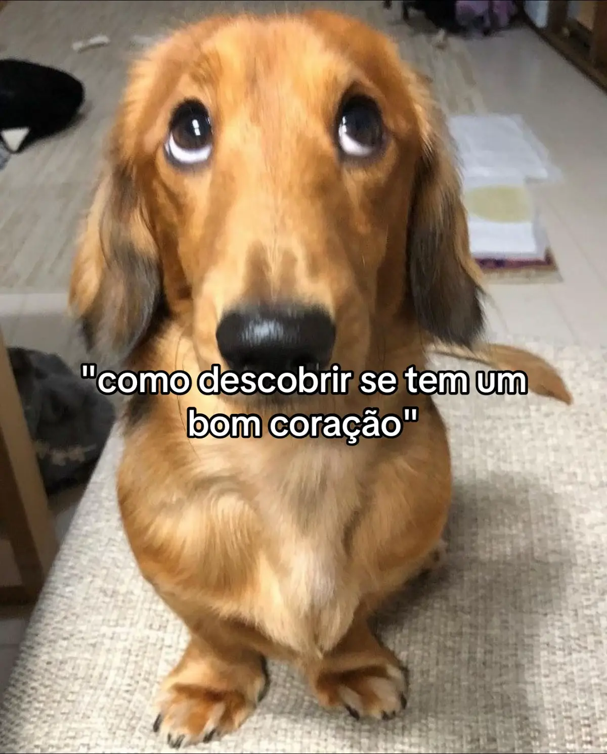 #amor #pets #cachorro #fy #fyp 