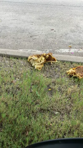 Looking for Winnie the Pooh