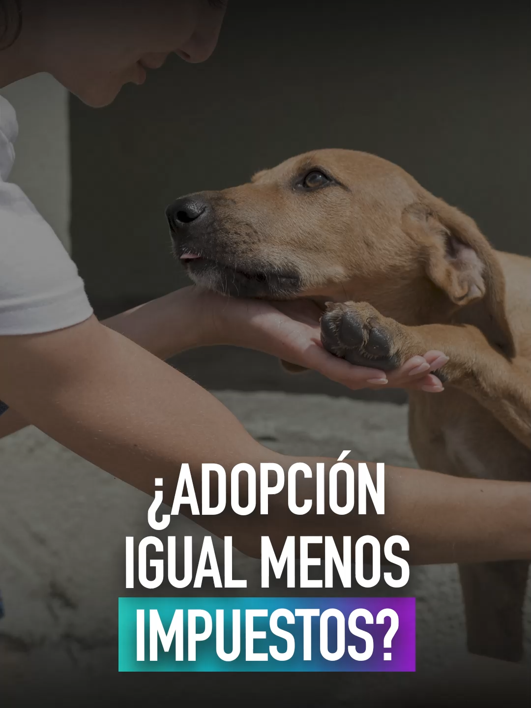 🫂 #Trinidad: Impulsan un proyecto de ley que busca eximir hasta un 15% de impuestos municipales durante tres años a quienes adopten y cuiden animales callejeros 🐾 🗓️ 29/08/2025 #iniciativa #responsabilidad #btvinforma #boliviatv #sentencia