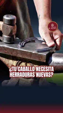 🐴✨ ¿Tu caballo necesita herraduras nuevas? El cuidado de los cascos es clave para su salud y rendimiento. 🔍 Señales que no debes pasar por alto: 1️⃣ Herraduras con desgaste irregular o clavos sueltos. 2️⃣ Separación entre la herradura y el casco. 3️⃣ Cambios en la forma o grosor del herraje. 4️⃣ si tu caballo cojea, se incomoda al caminar o modifica su postura… es momento de revisar. ✅ Un chequeo profesional cada 4 a 6 semanas asegura bienestar, previene lesiones y mantiene a tu compañero en su mejor forma. 💡 Recuerda: un herraje a tiempo es salud y prevención. 🤔 ¿Agregarías algo más a estas recomendaciones? Deja tus opiniones en los comentarios 😃 📲Comparte este post con tus amig@s para que aprendan contigo 😬 #viveapasofino #aprendedelccc #trochapuracolombiana #caballoscolombianos #exposicionequinagradoa  