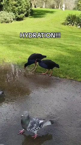 Pūkekos are hydrated🔥🔥  #pukeko #swamphen #pigeon #bird #birds #damn #damnation #freaky #foot #guys #freakyfootguy #fyp #viral  #foryoupage#foryou #newzealand #wildlife #birdlady #pukekolady #water #hydration 