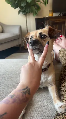 She’s so antsy all the time 😂 #fyp #trending #chihuahua #chiweeenie #Love 