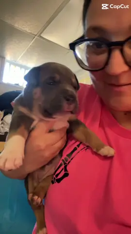 The babies 🩷🩵💚🖤🧡💜🩶💗#CapCut #americanbully #puppies #fyp #puppiesoftiktok 