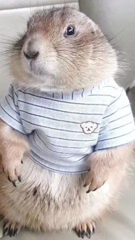 im so dope #viral #fyp #squirrel #groundsquirrel 